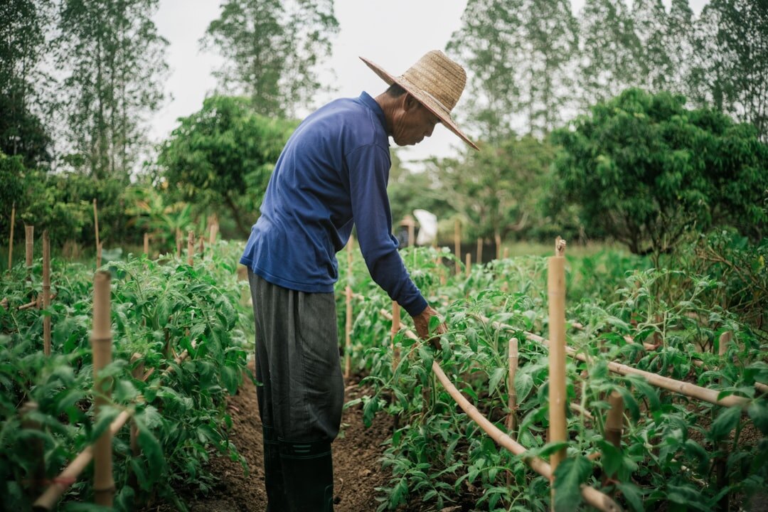 farmer inspecting plants for pests