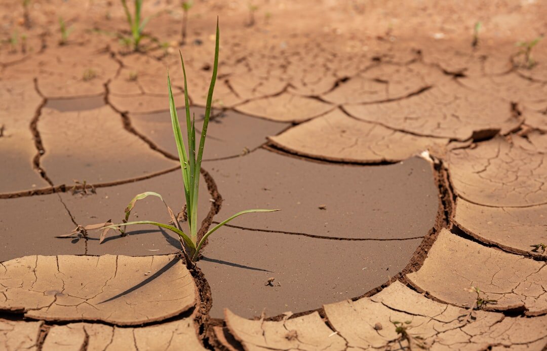 farmer checking crops in drought